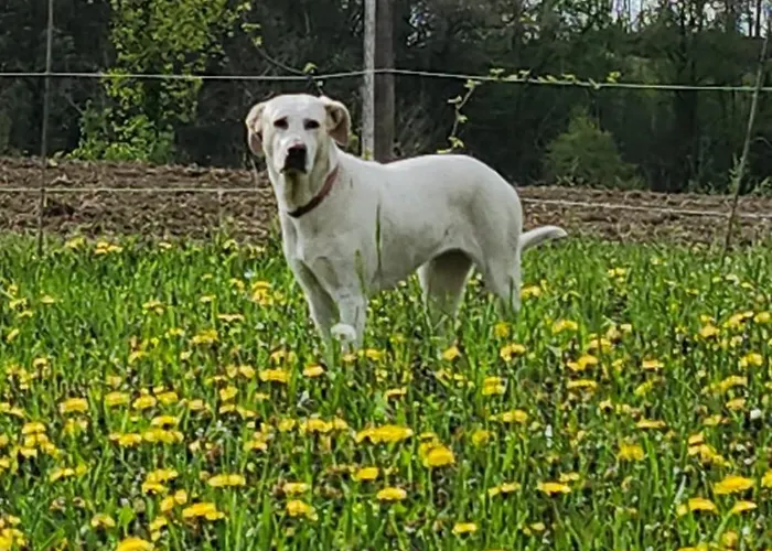 Casolara Alojamento de Acomodação e Pequeno-almoço